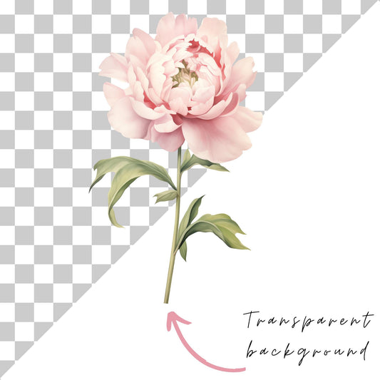 Pink Peony Clipart Single