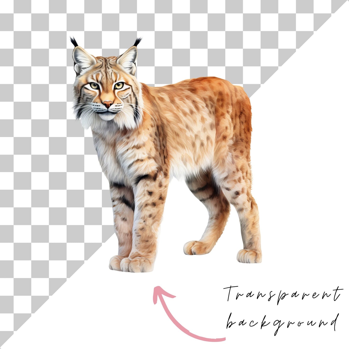Realistic watercolor Lynx Clipart
