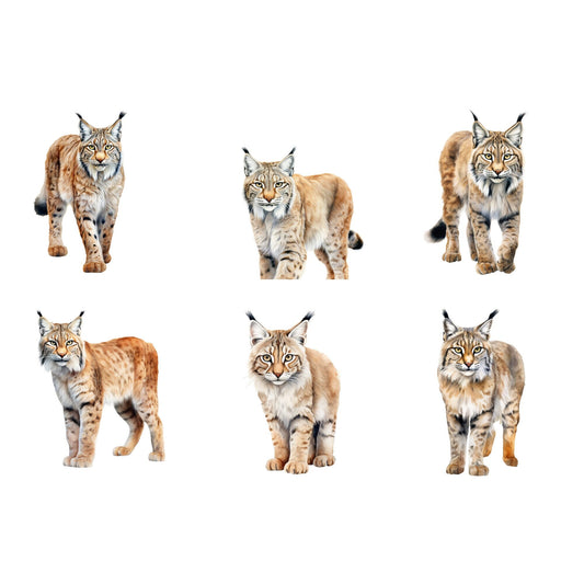 Realistic watercolor Lynx Clipart