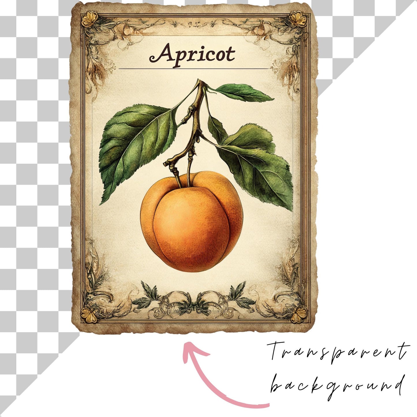 Vintage Seed Packet Clipart