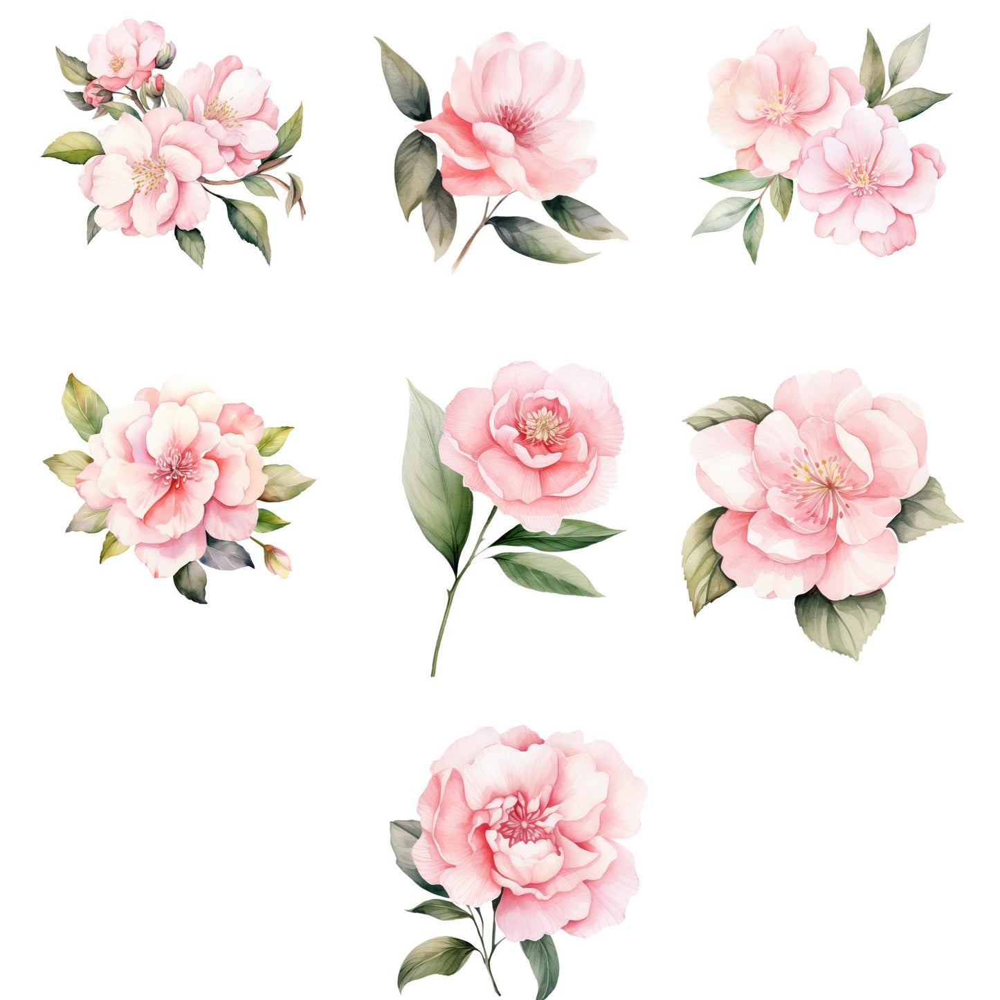Pink Camellias Floral Clipart