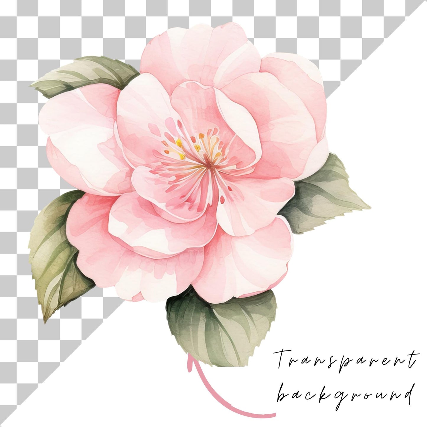 Pink Camellias Floral Clipart