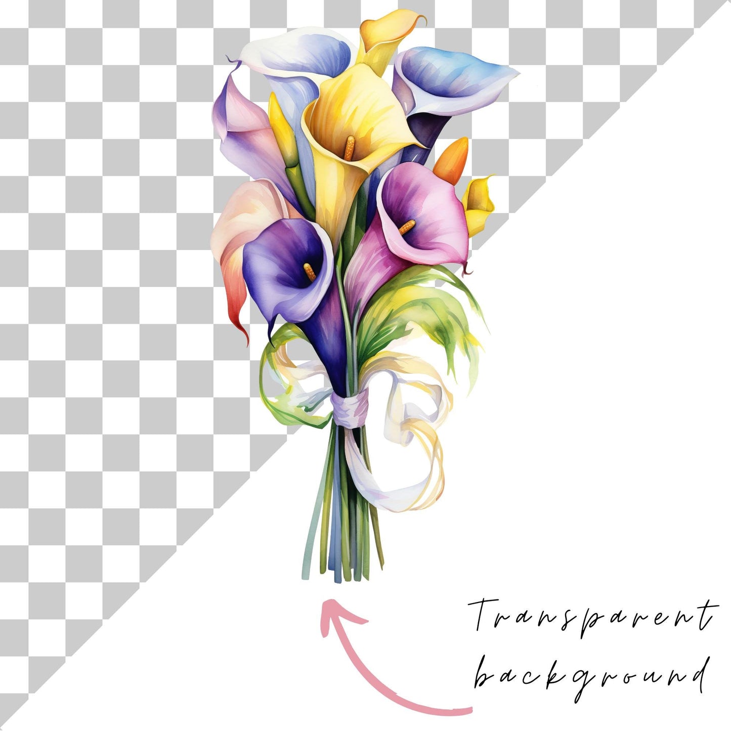 Clipart de lirio de cala colorido en acuarela