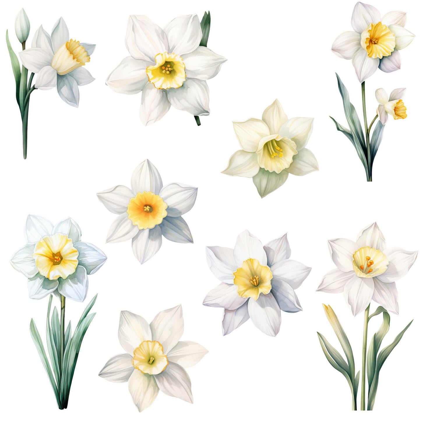 Clipart de narciso blanco