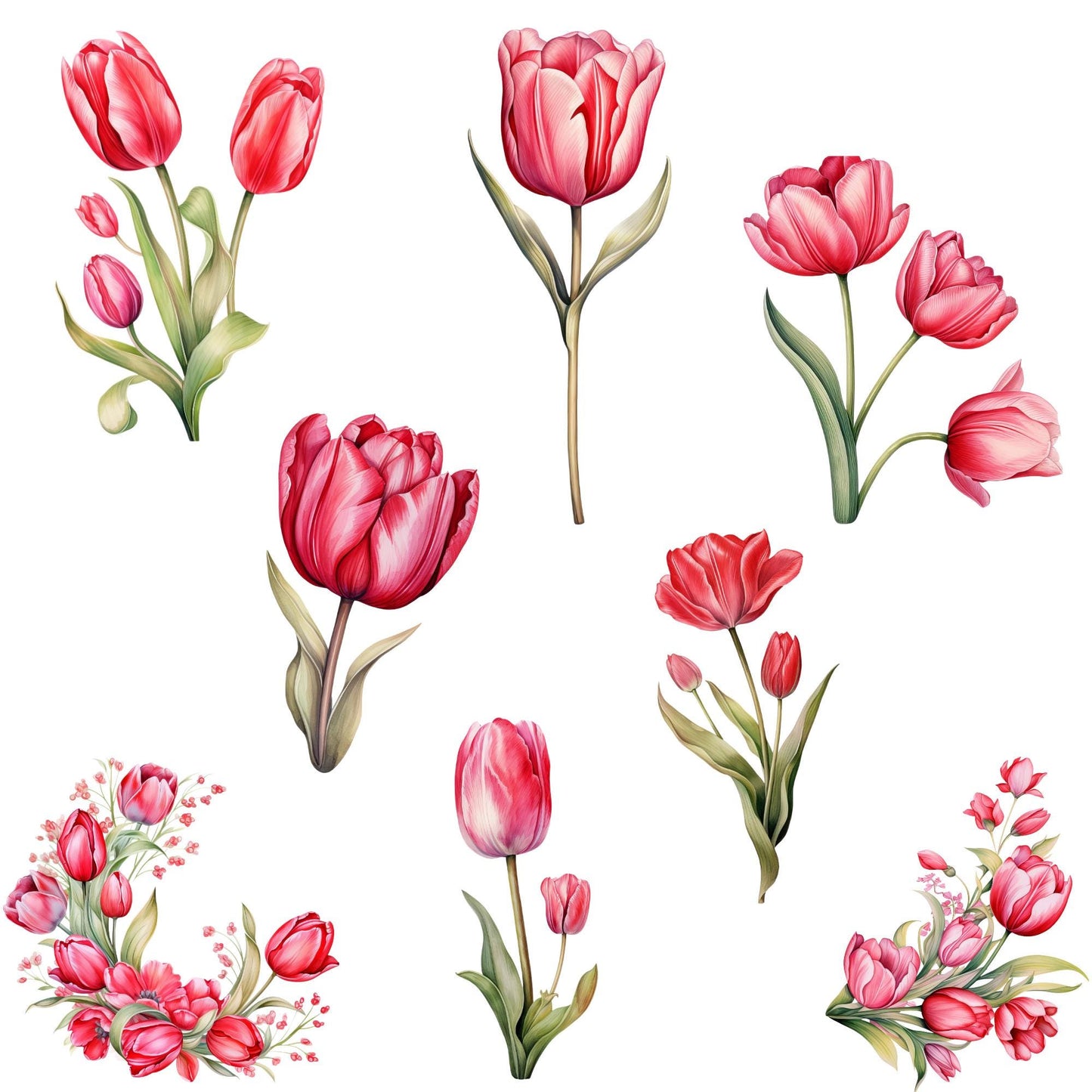 Red and Pink Tulip Clipart