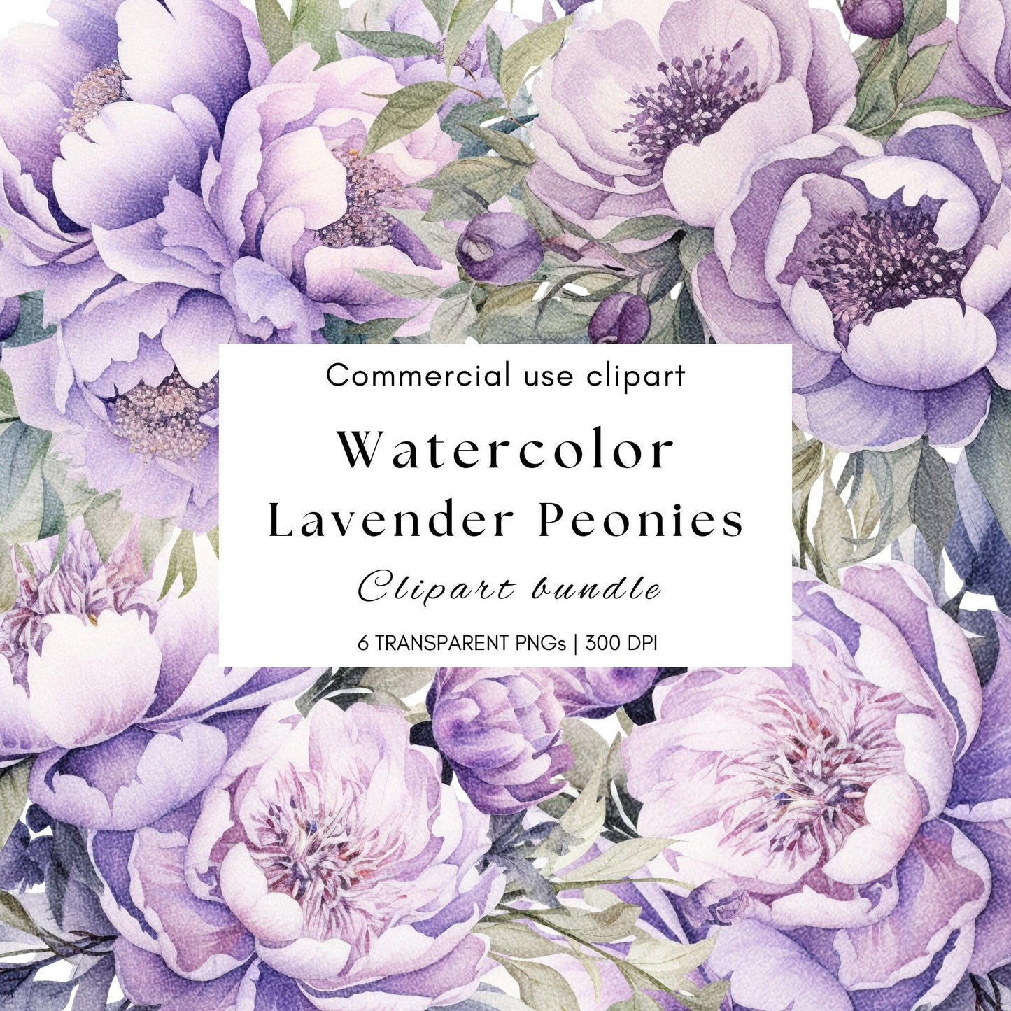 Watercolor Lavender Peony Floral Clipart