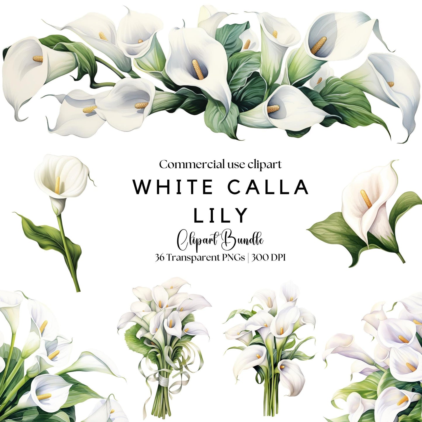 Clipart de lirio de cala blanco en acuarela