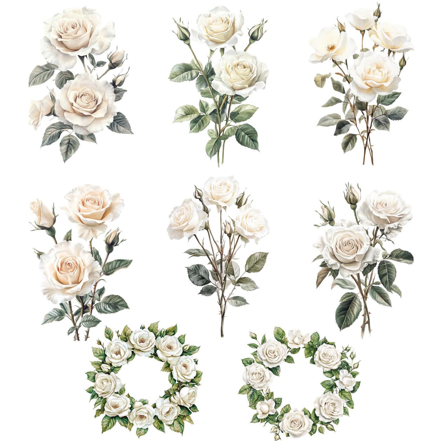 Clipart de rosas blancas marfil en acuarela