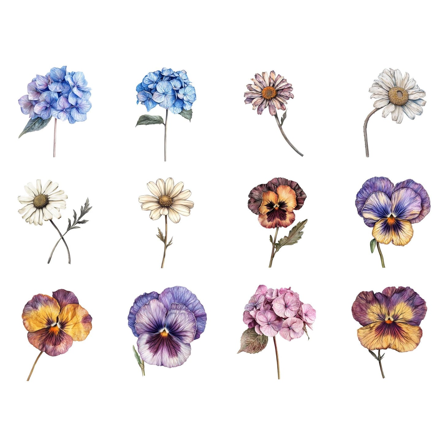 Clipart de flores secas de acuarela