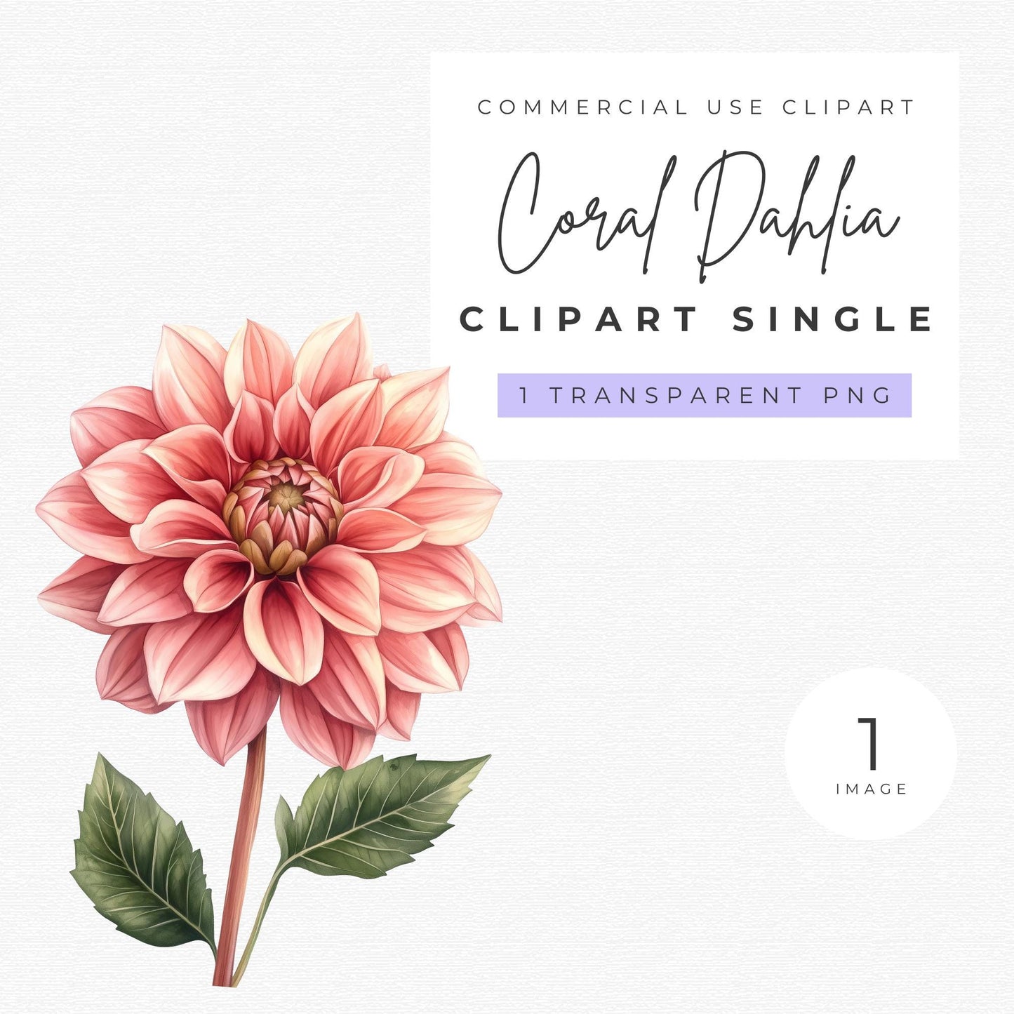 Coral Dahlia Clipart Single
