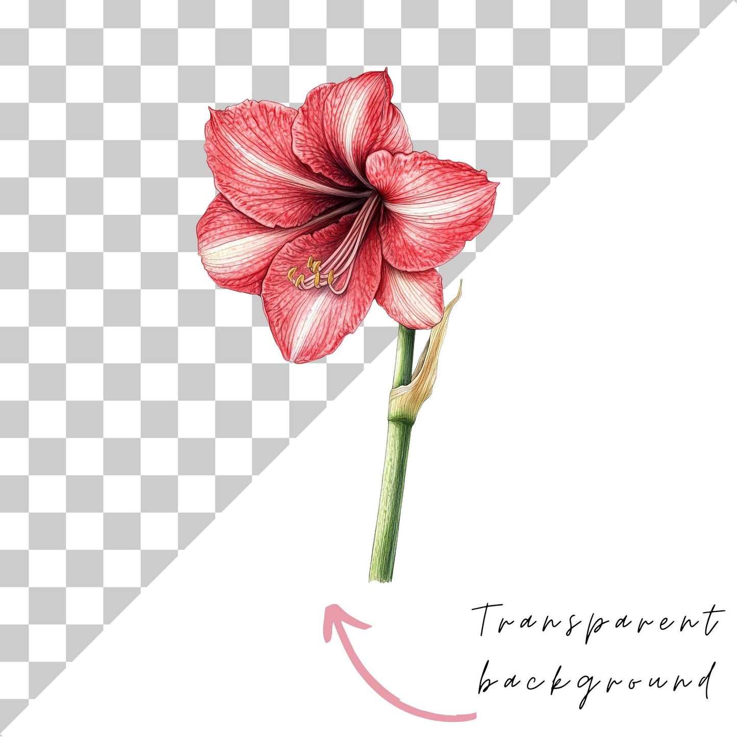 Clipart de elementos florales de acuarela