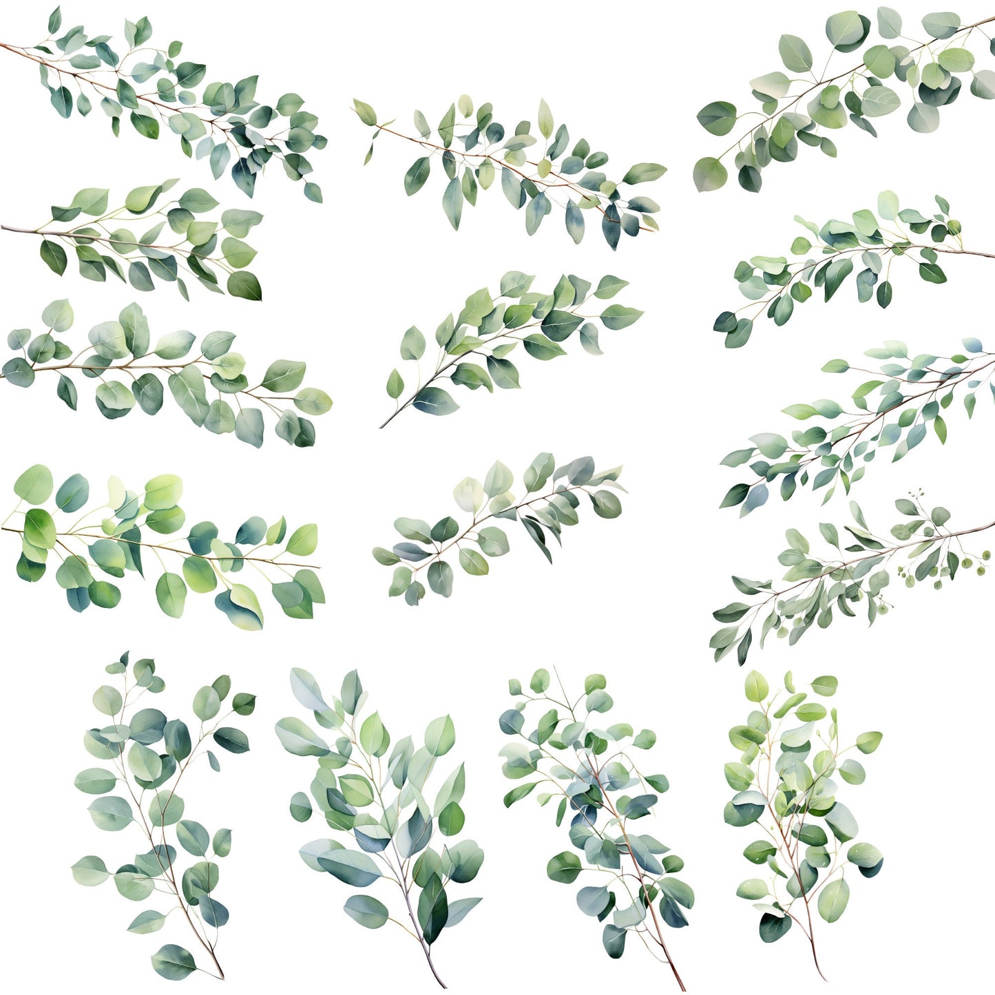 Clipart de hojas de eucalipto en acuarela