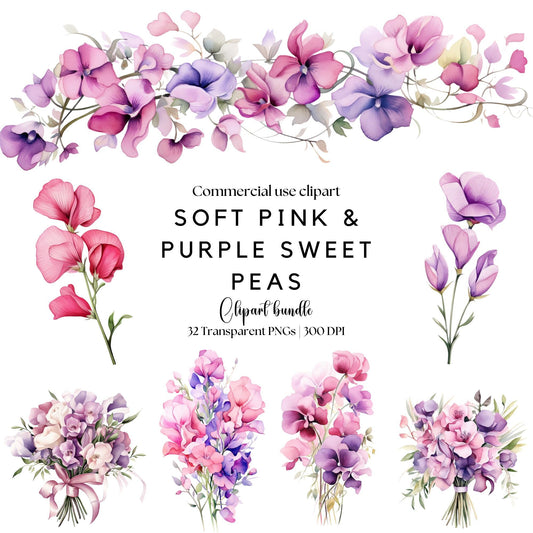 Clipart de acuarela de guisante de olor rosa suave y morado