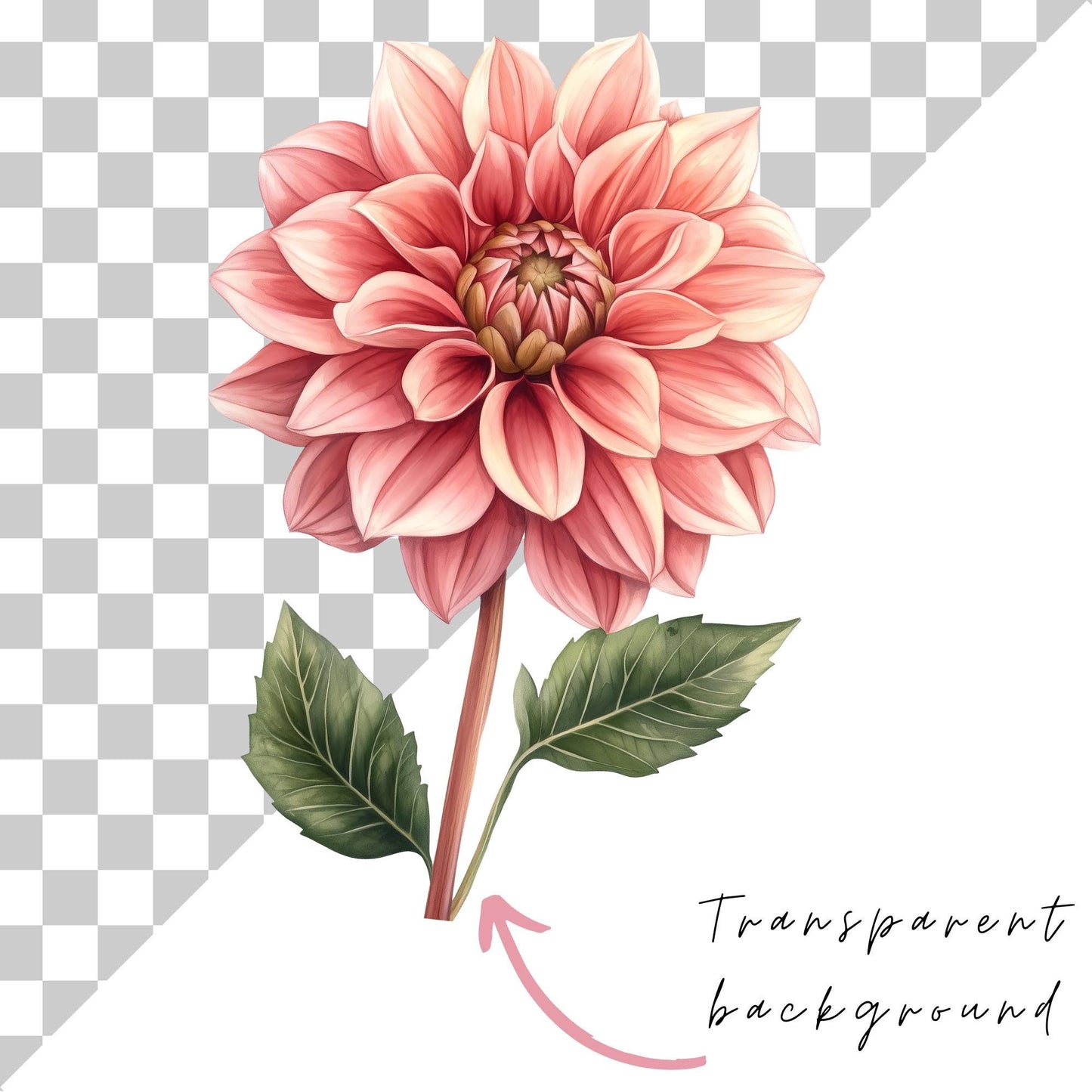 Coral Dahlia Clipart Single