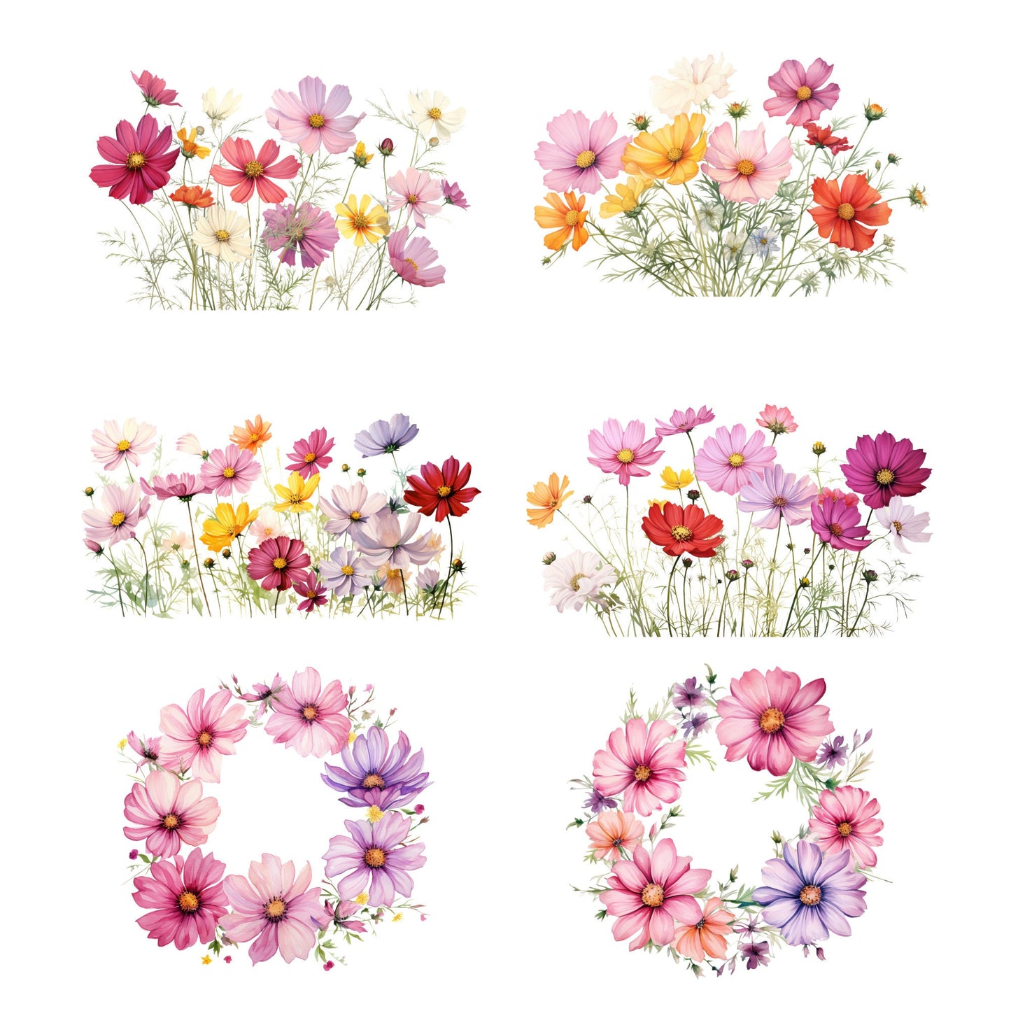 Clipart floral de cosmos en acuarela
