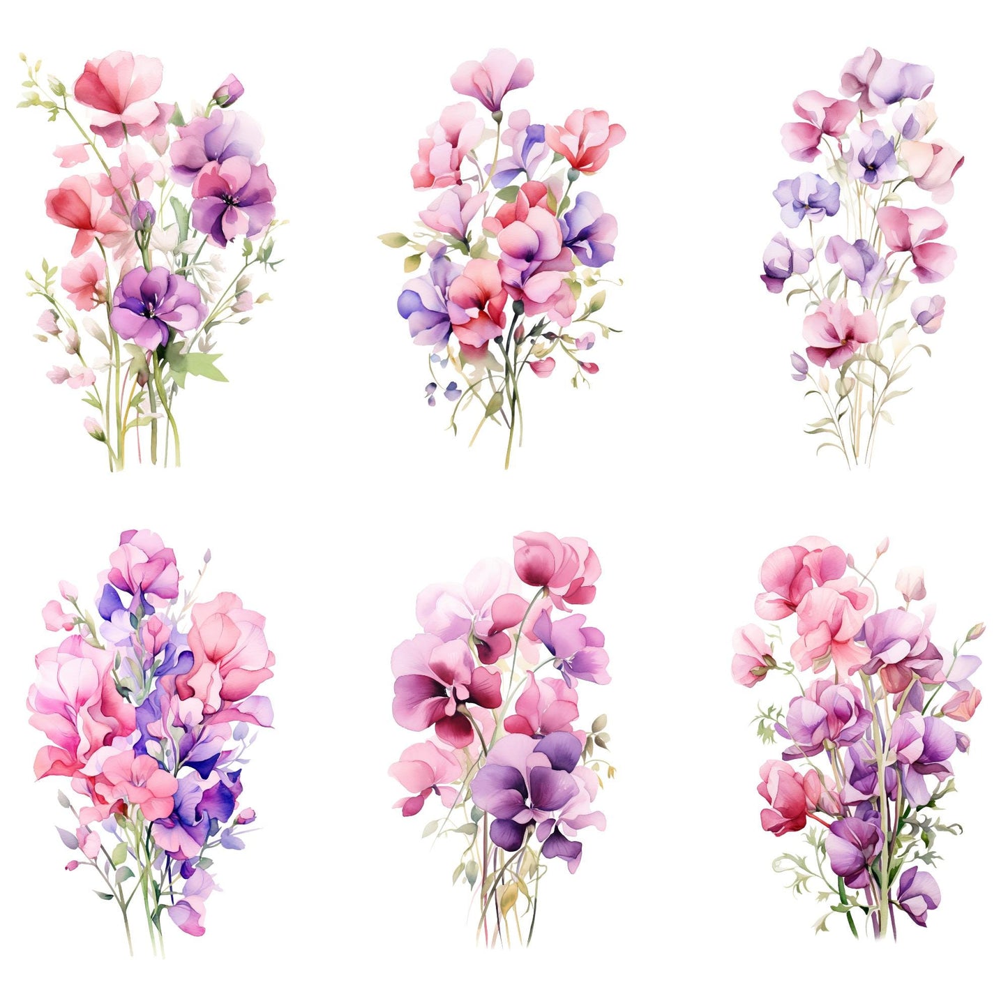 Watercolor Soft Pink and Purple Sweet Pea Watercolor Clipart
