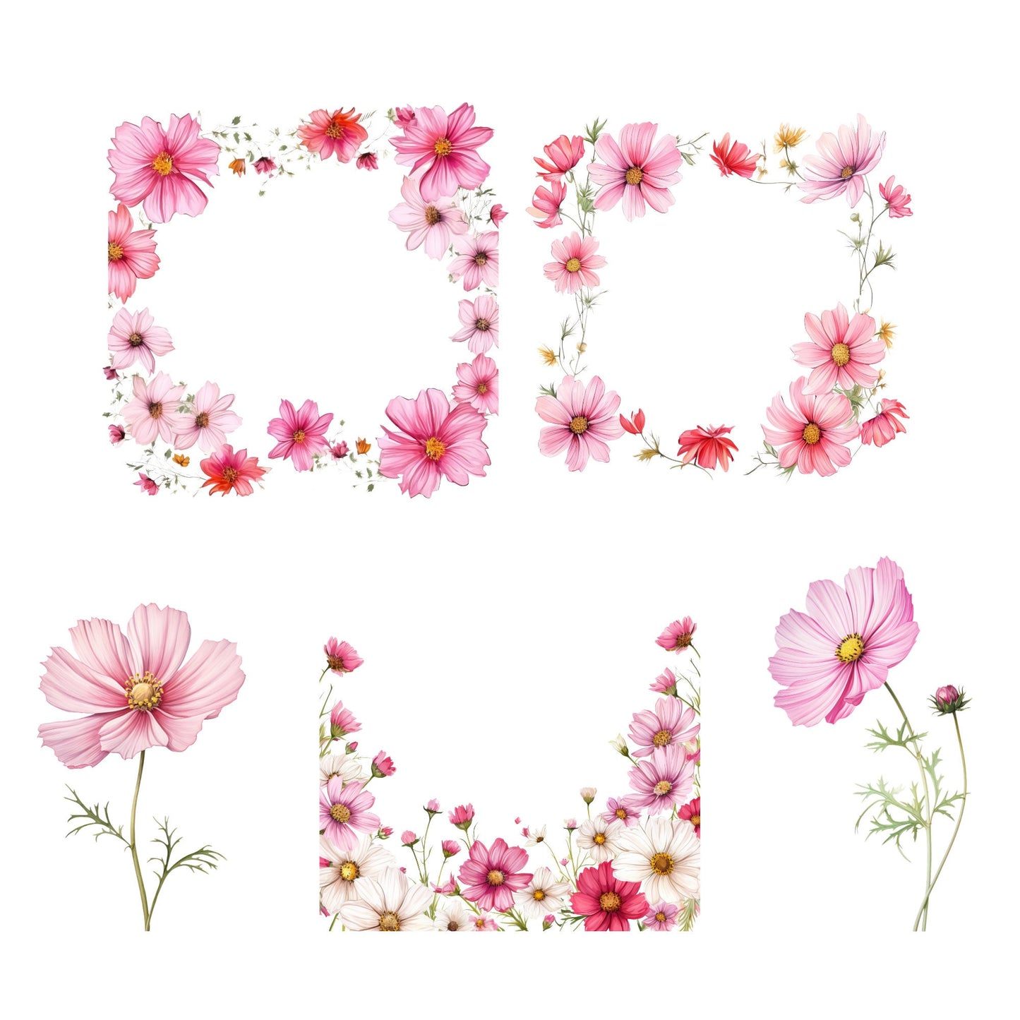 Clipart floral de cosmos en acuarela