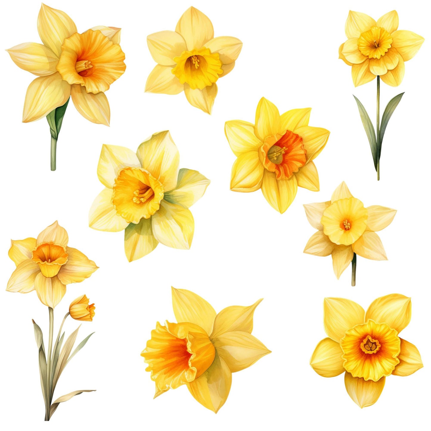 Clipart de narciso amarillo