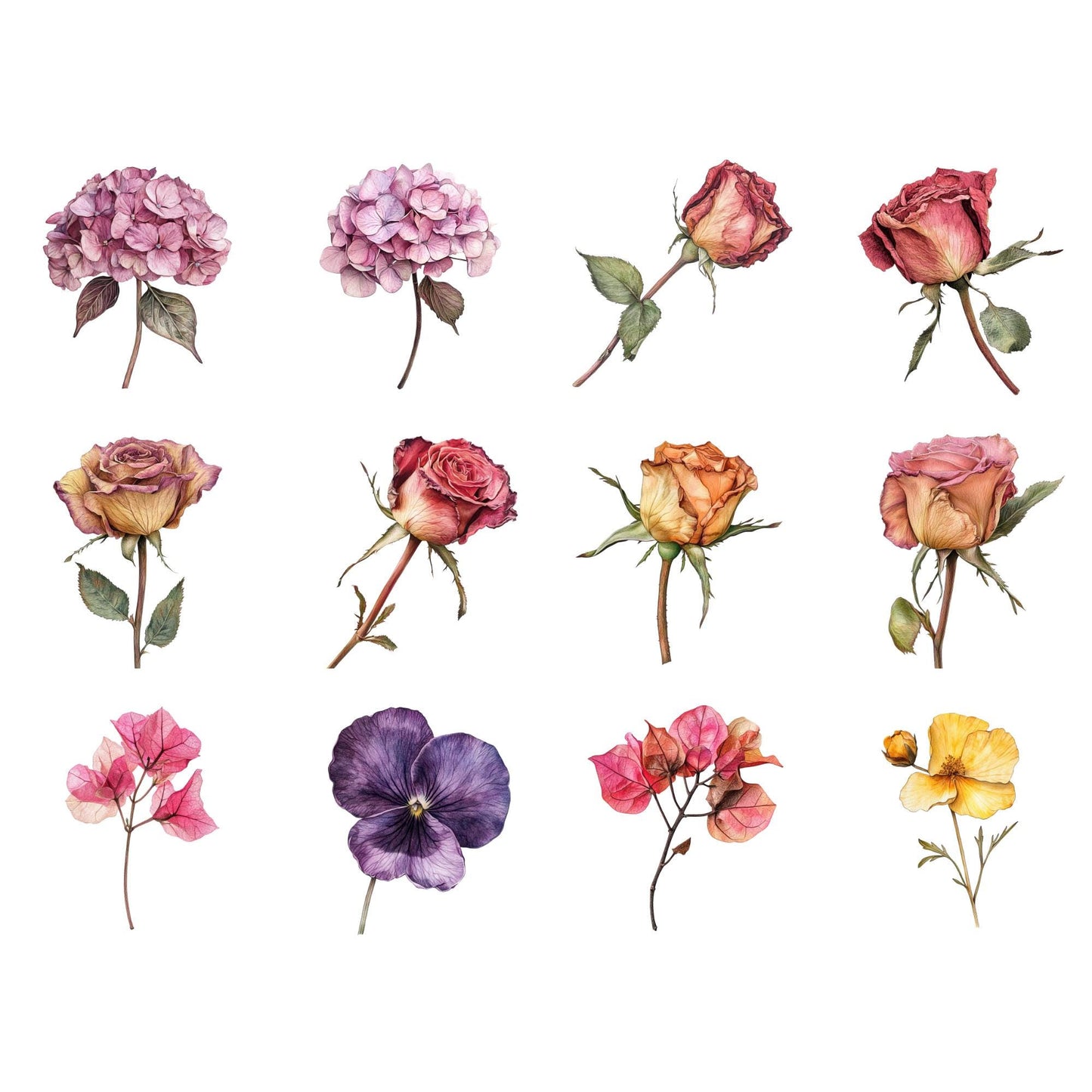 Clipart de flores secas de acuarela