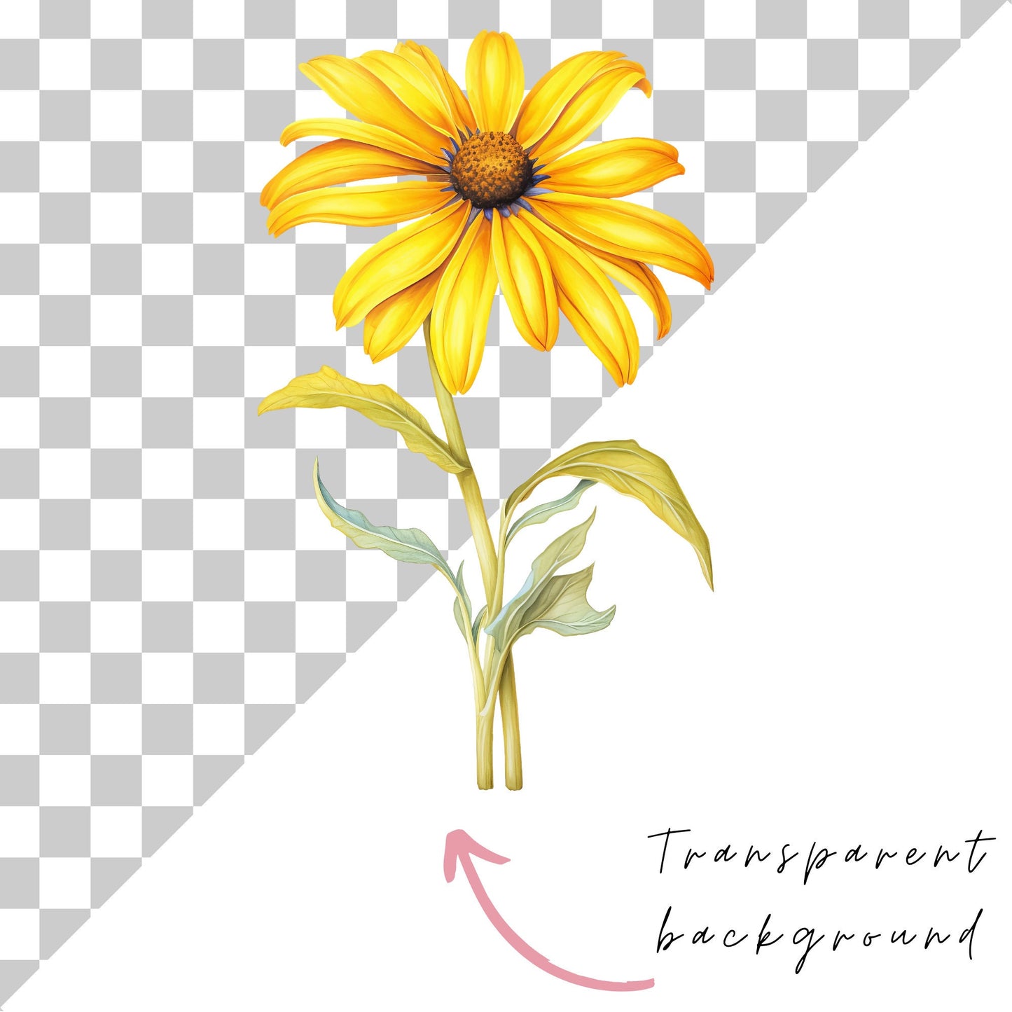 Watercolor Wild Flower Clipart