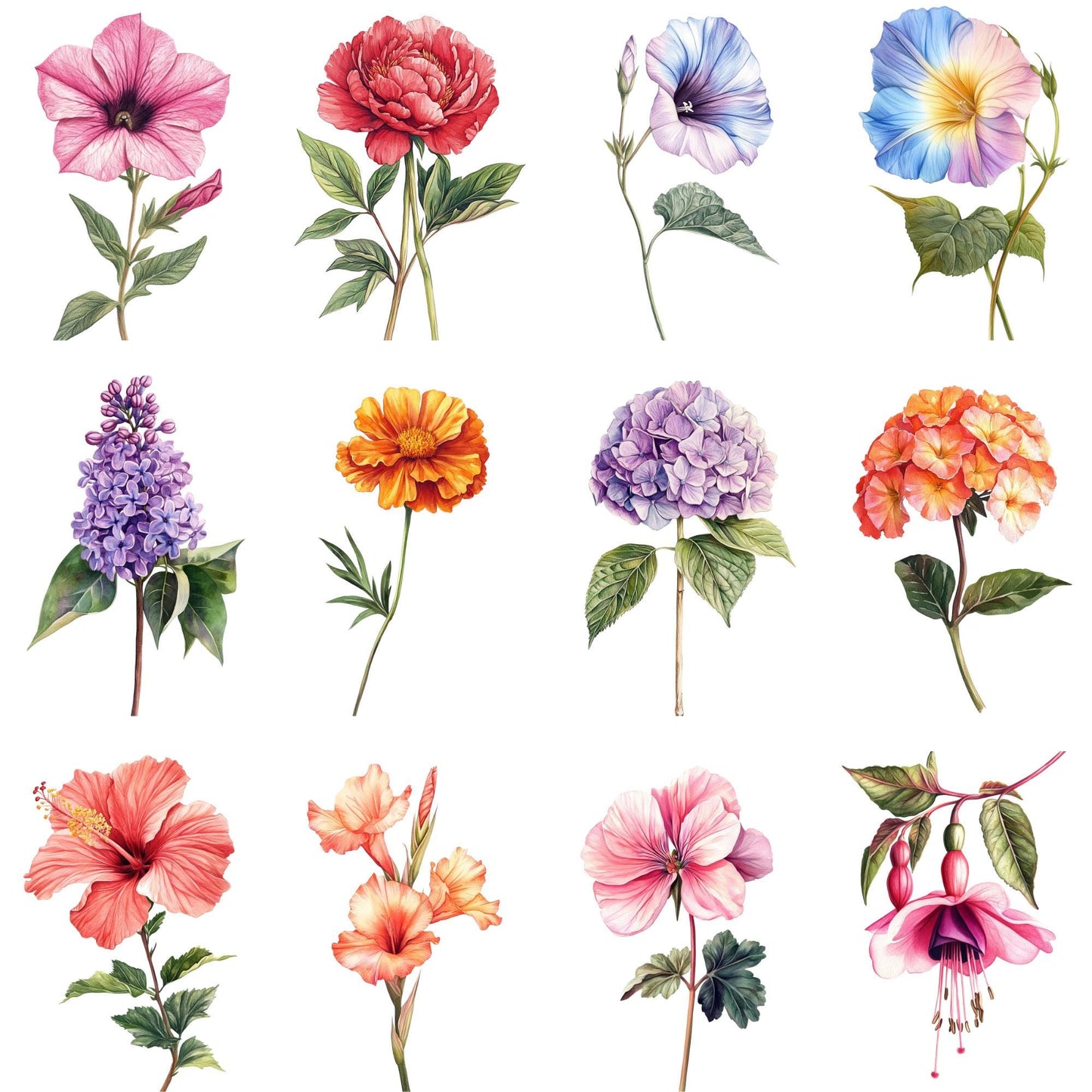 Clipart de elementos florales de acuarela