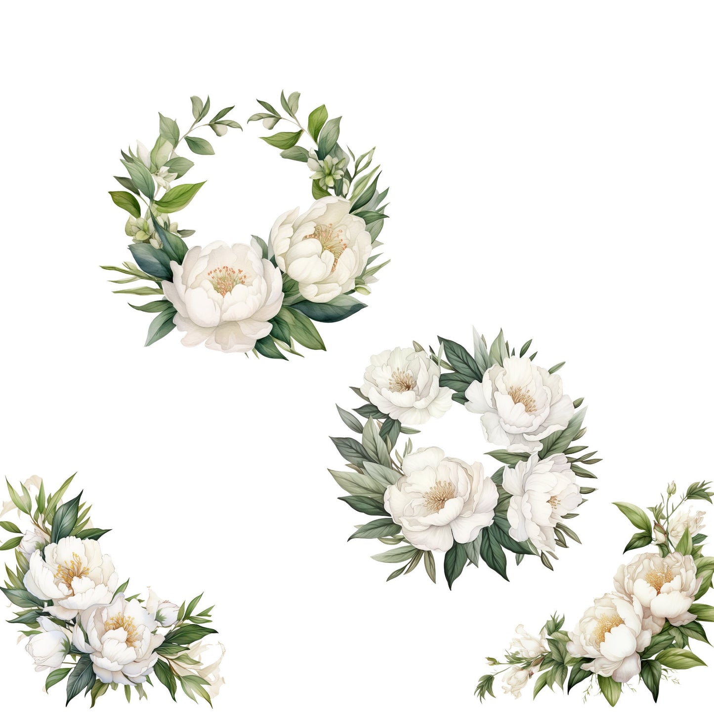 Clipart de peonía blanca en acuarela