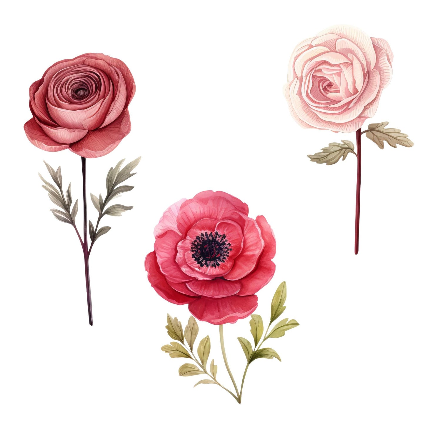 Clipart floral de ranúnculos rojos y ruborizados