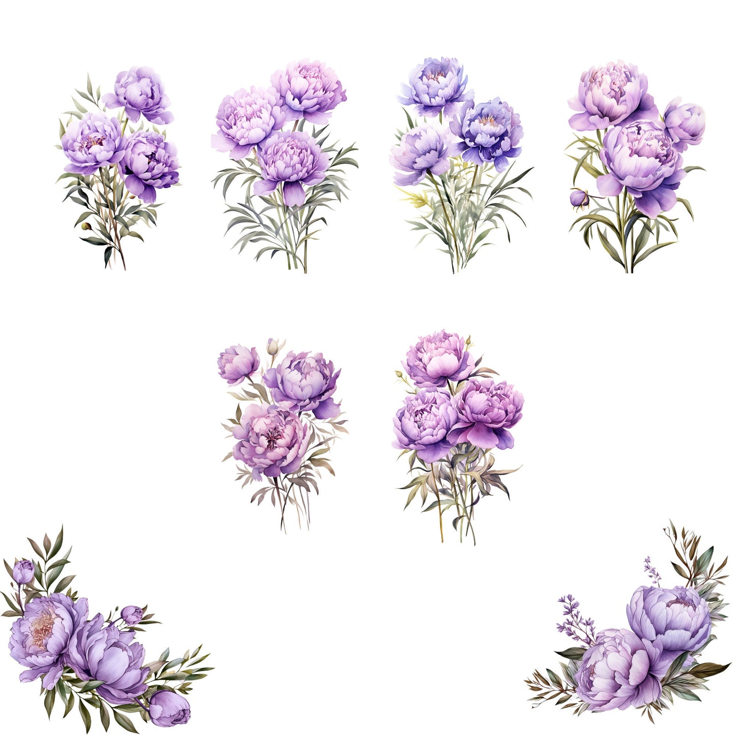 Clipart de peonía de lavanda en acuarela