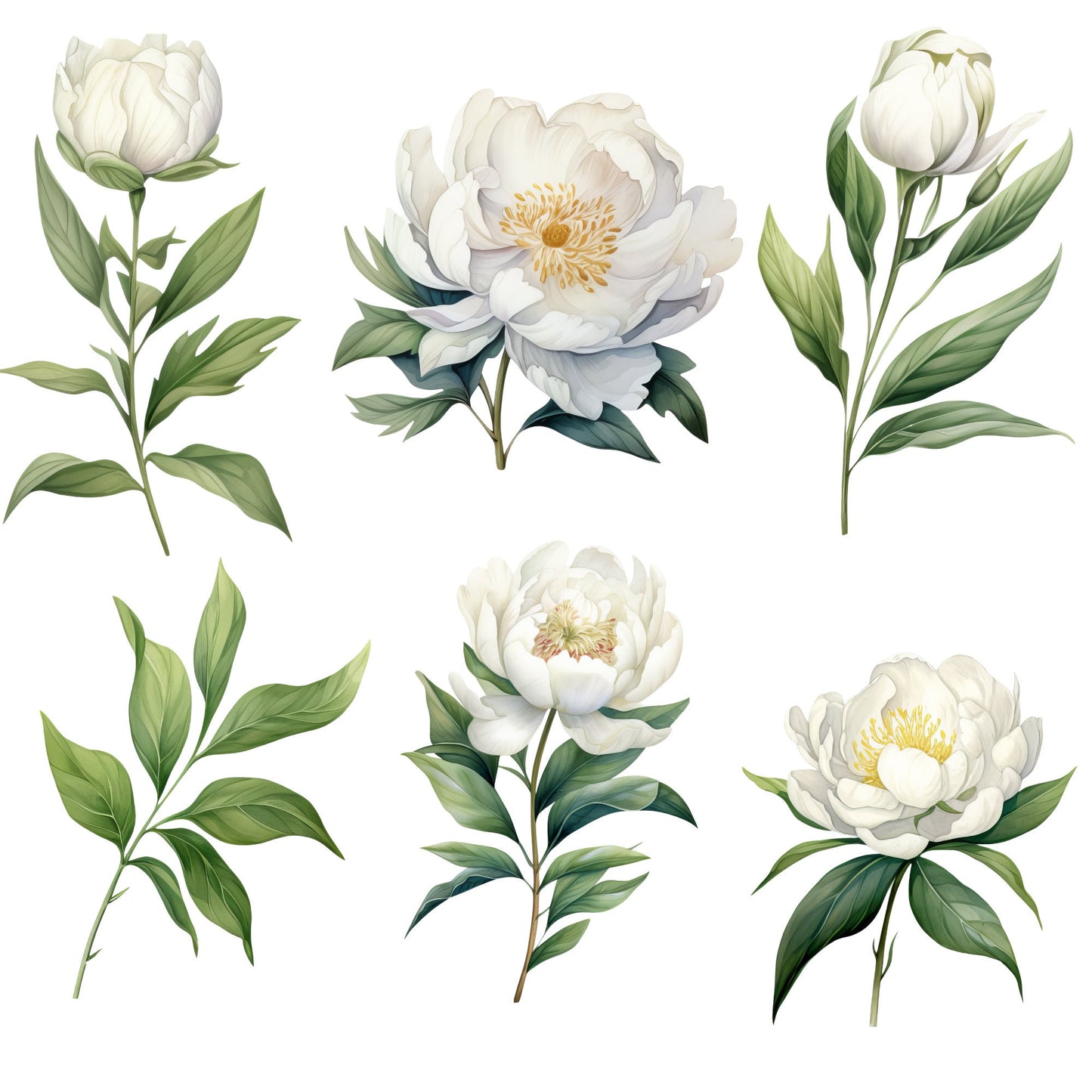 Clipart de peonía blanca en acuarela