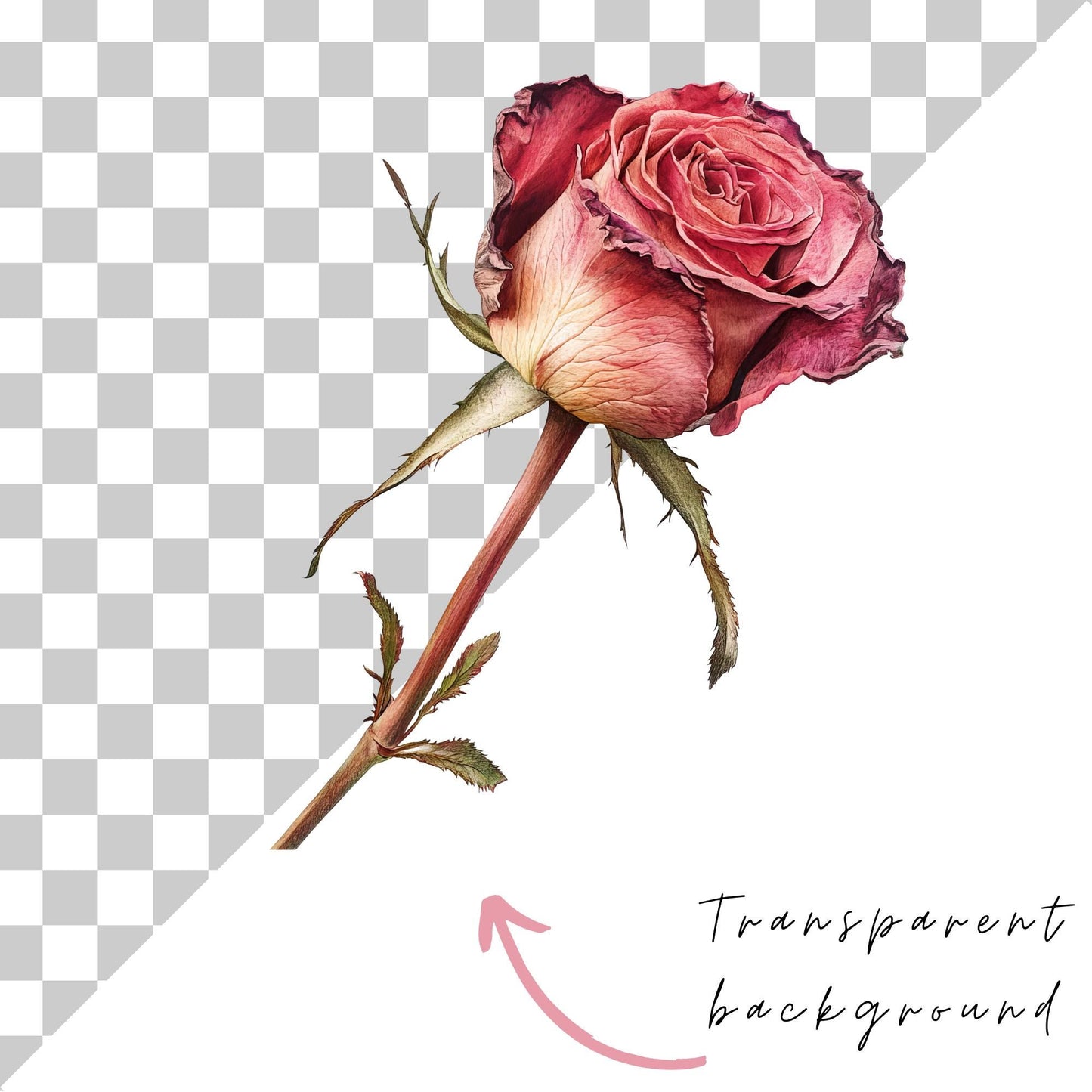 Clipart de flores secas de acuarela