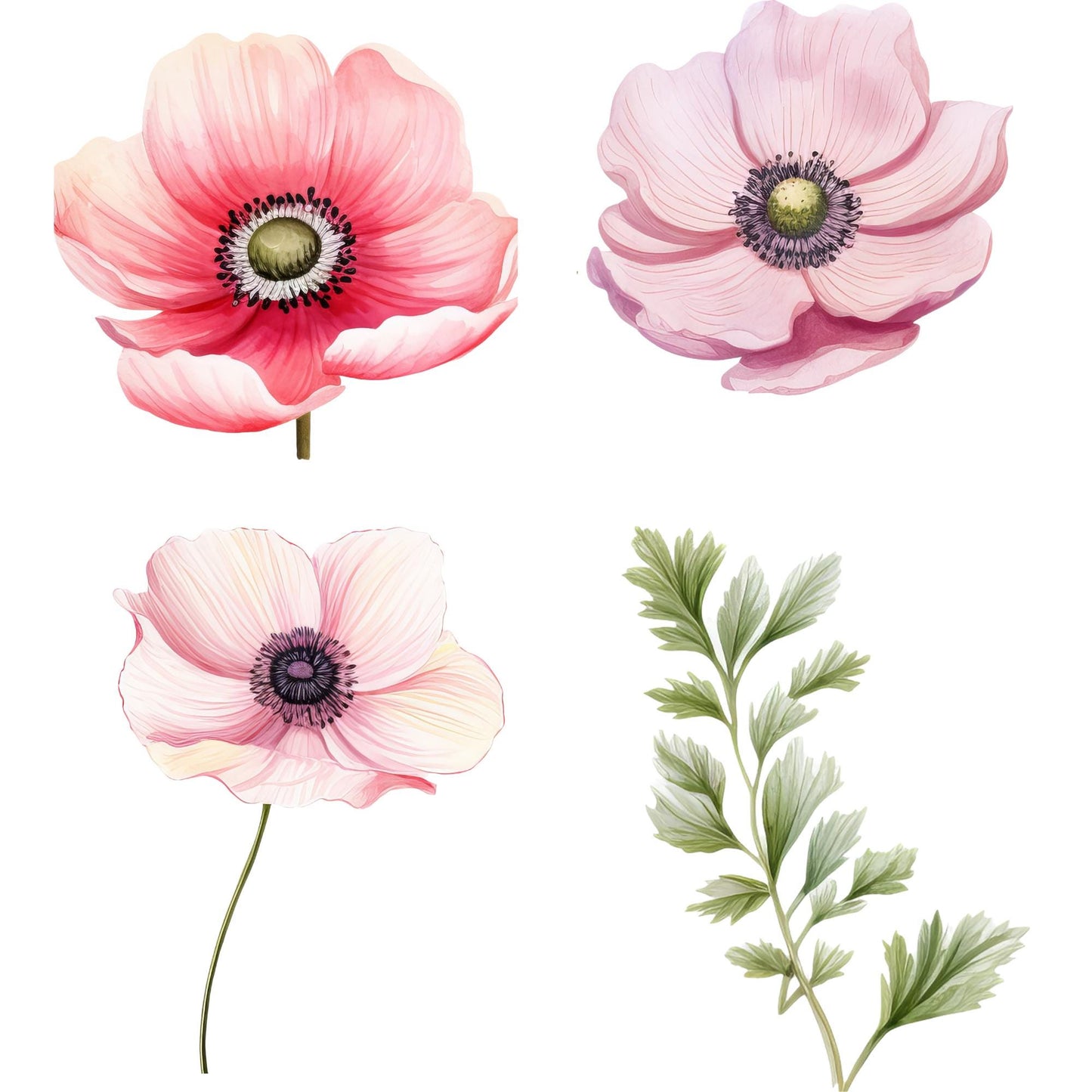 Clipart de anémona roja y rosa