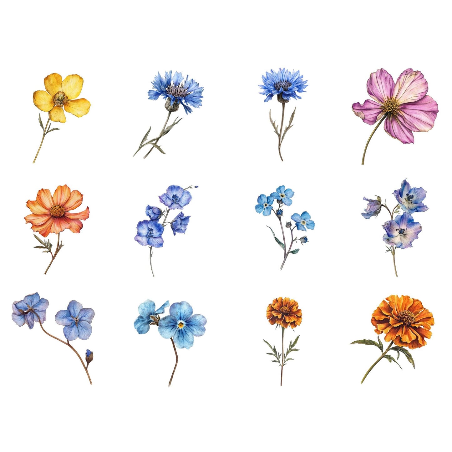 Clipart de flores secas de acuarela