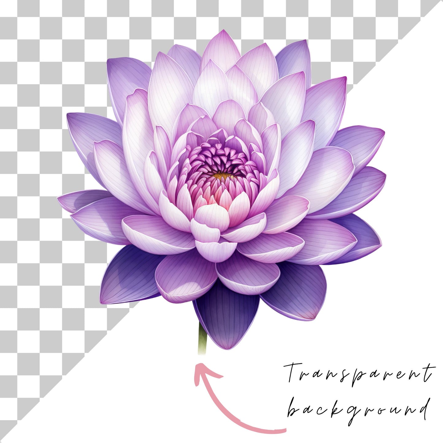 Clipart de flor de loto en acuarela