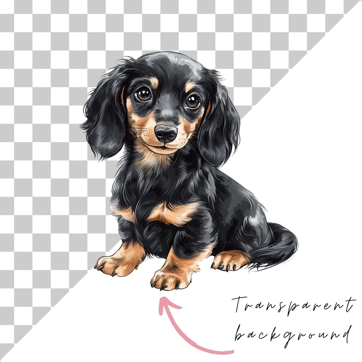 Long Hair Dachshund Clipart