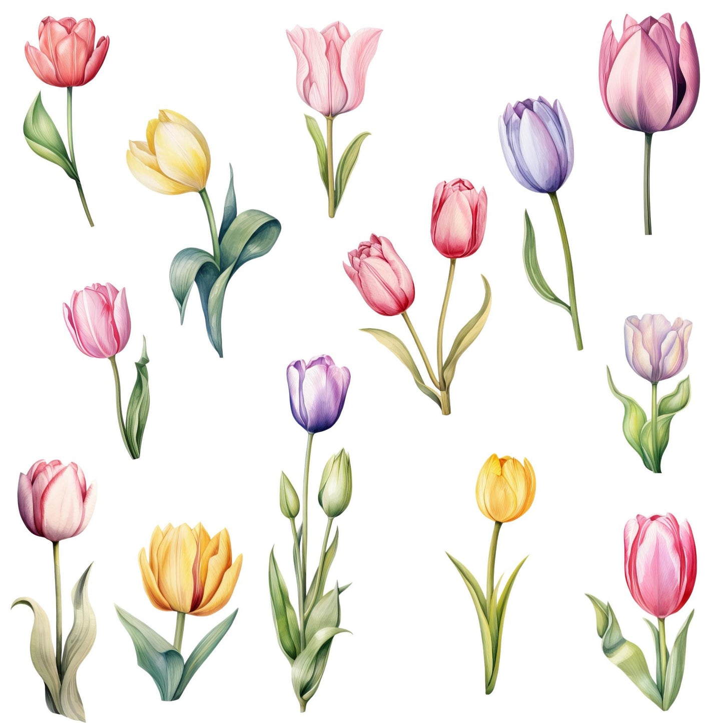 Clipart floral de tulipán en acuarela