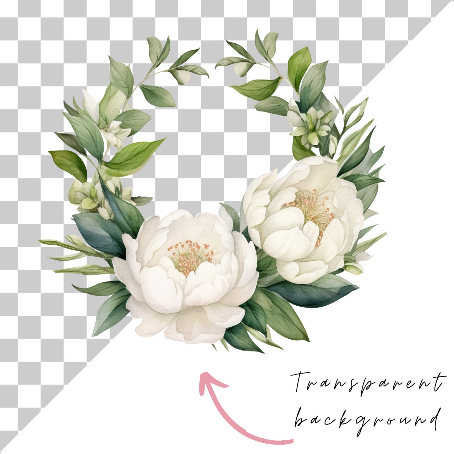 Clipart de peonía blanca en acuarela