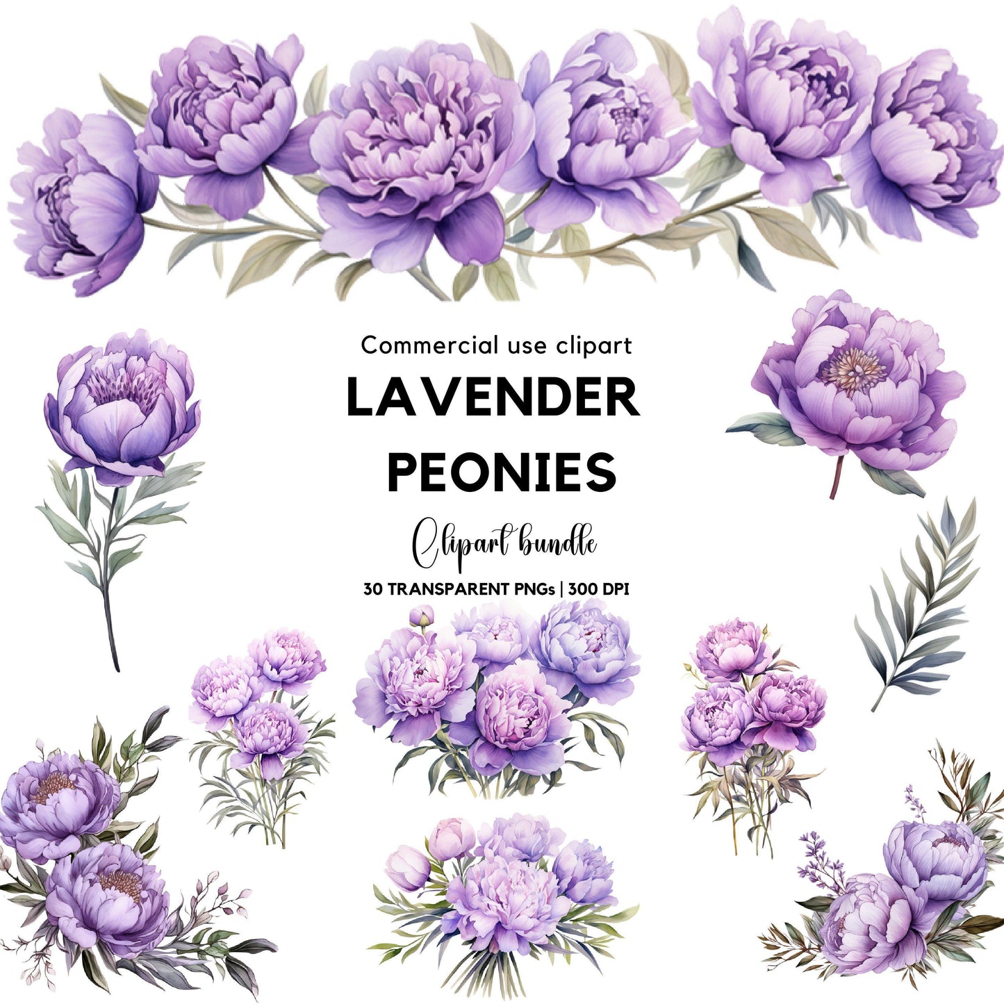 Clipart de peonía de lavanda en acuarela