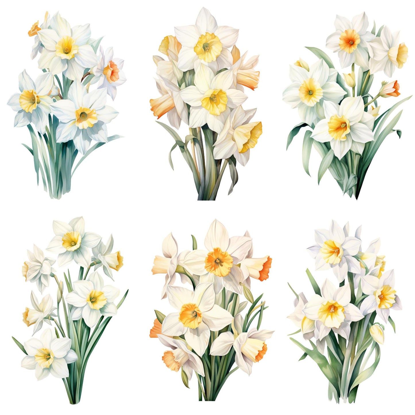 Clipart de narciso blanco