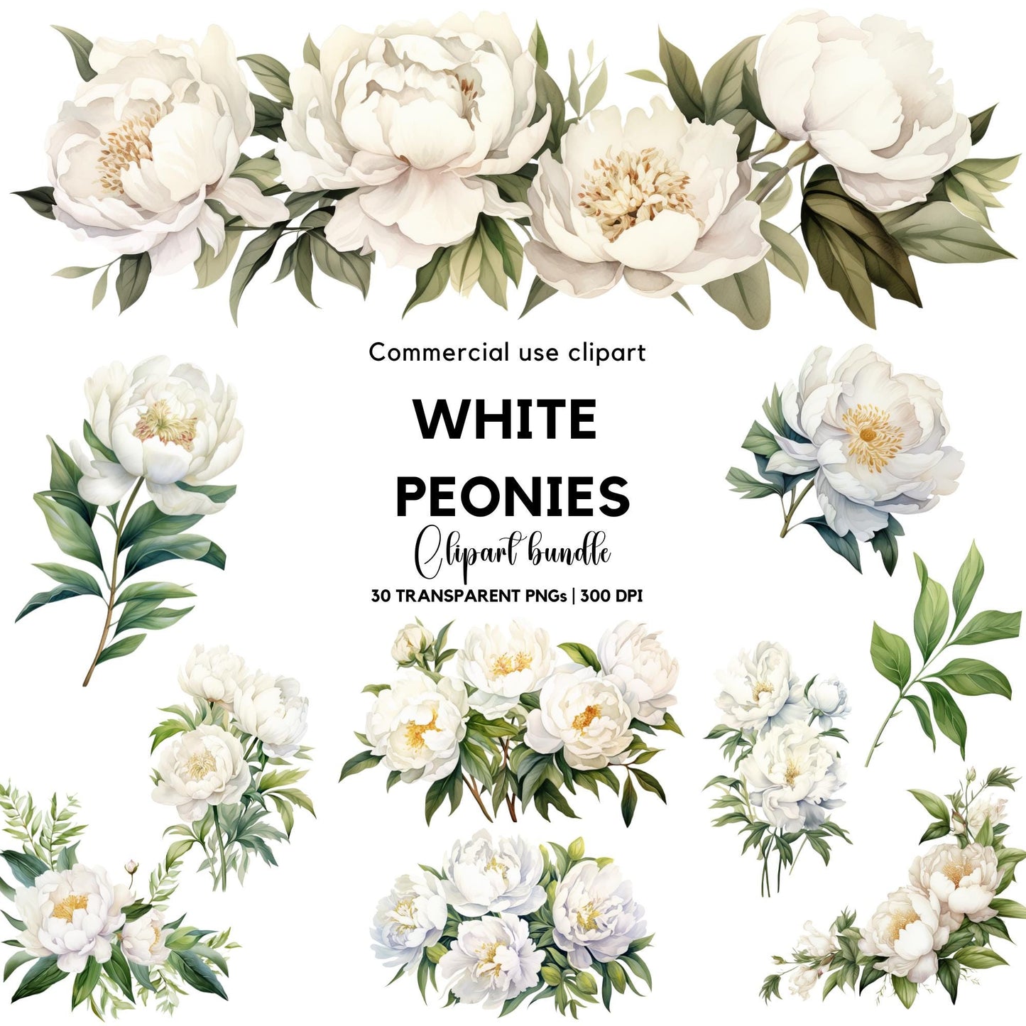 Clipart de peonía blanca en acuarela