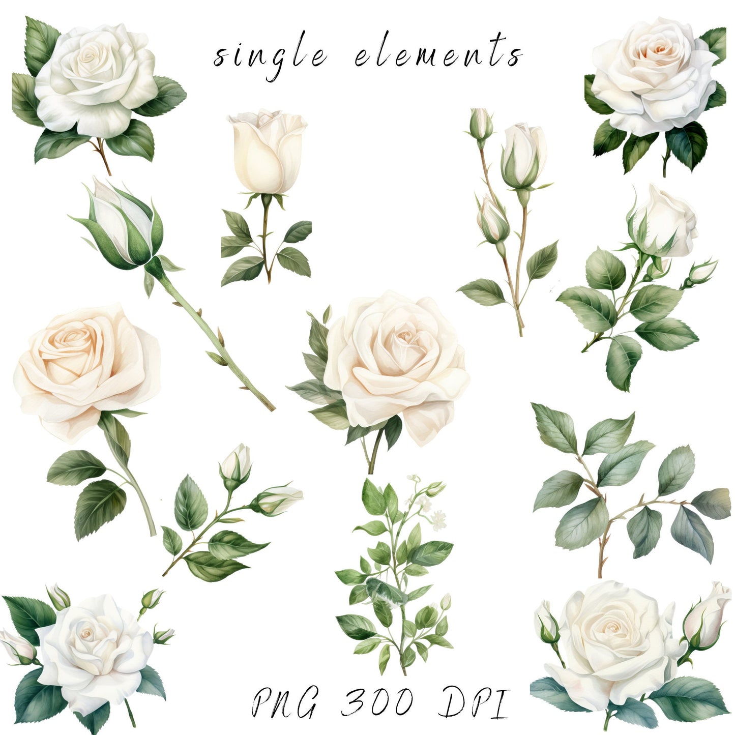 Clipart de rosa blanca y vegetación