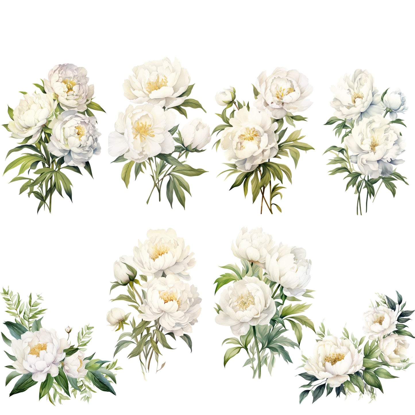 Clipart de peonía blanca en acuarela