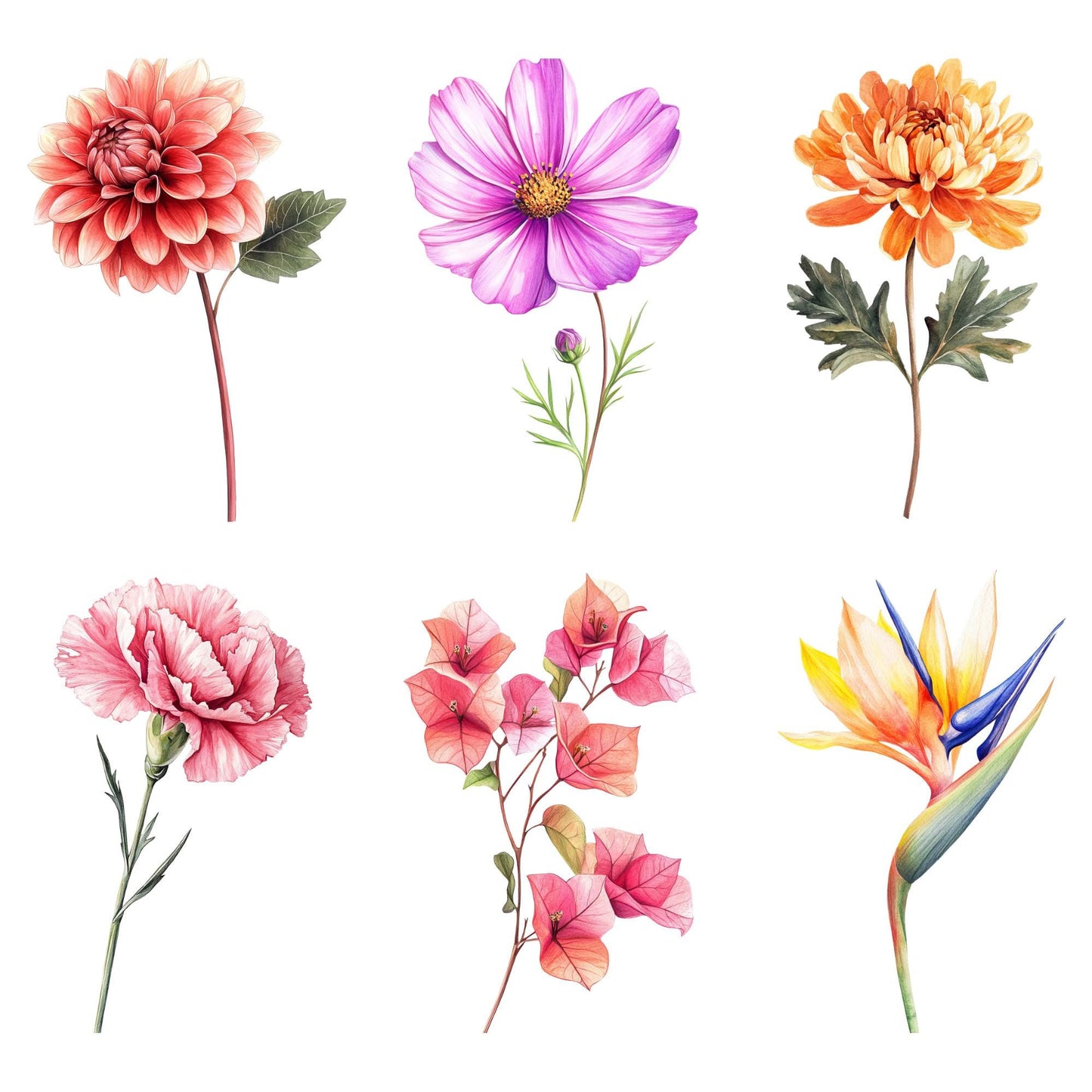 Clipart de elementos florales de acuarela