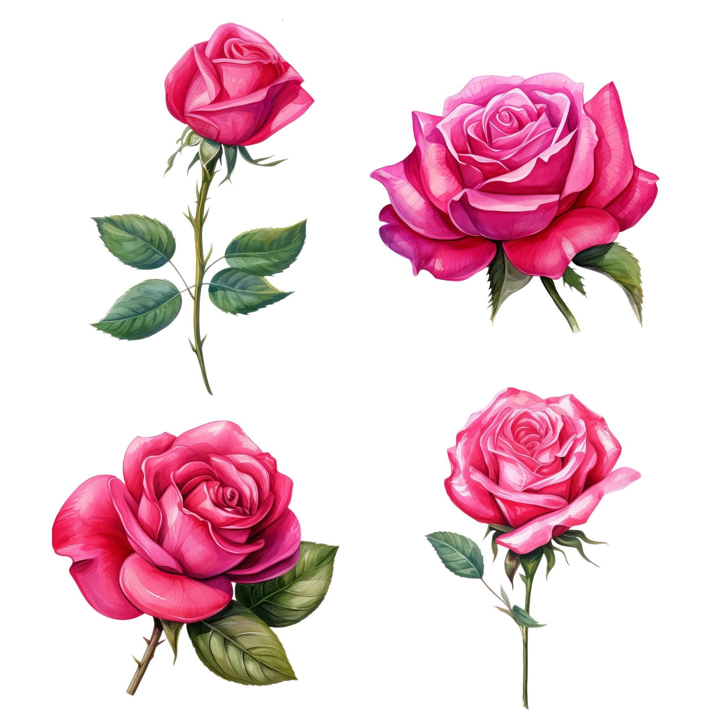 Clipart floral de rosa fucsia en acuarela