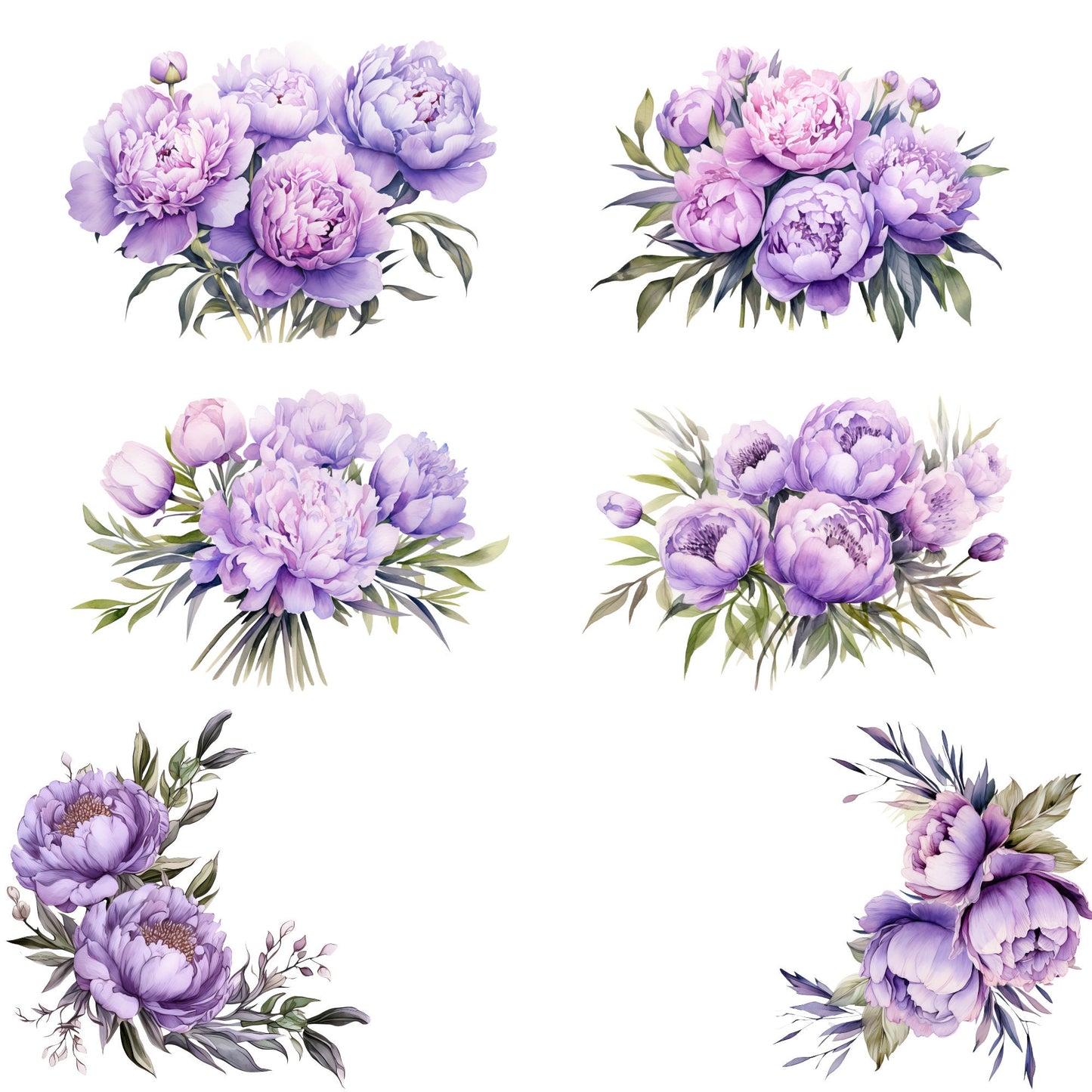 Clipart de peonía de lavanda en acuarela