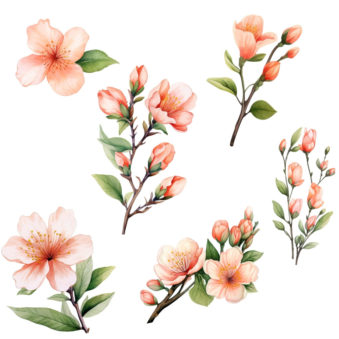 Clipart floral de melocotón en acuarela