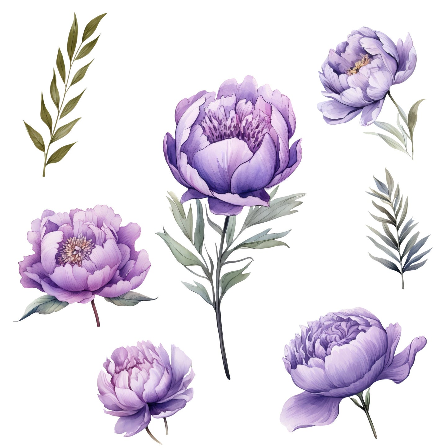 Clipart de peonía de lavanda en acuarela