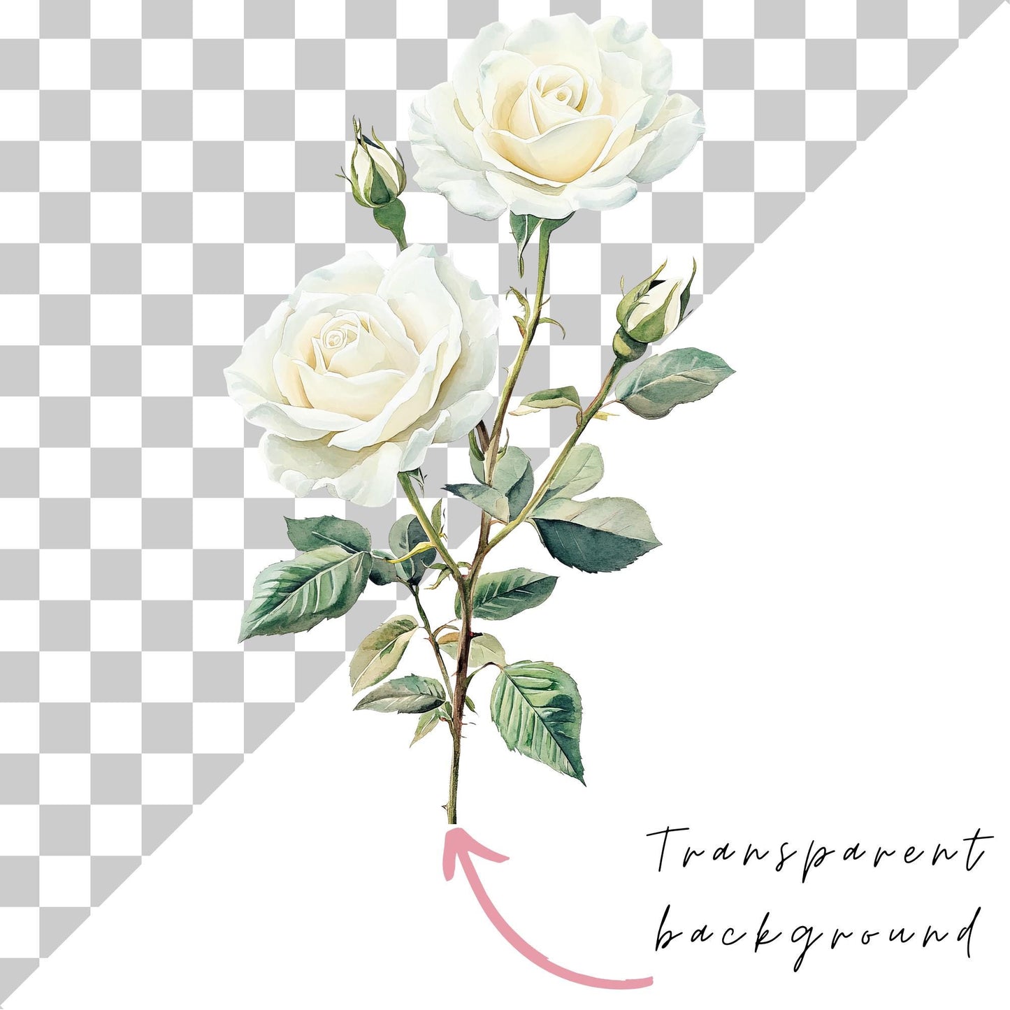 Clipart de rosas blancas marfil en acuarela