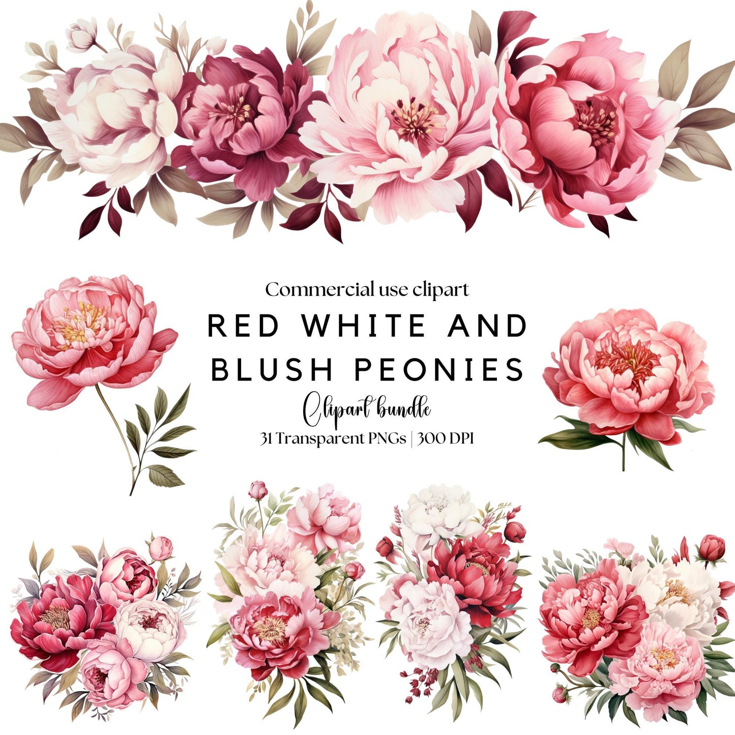 Clipart de peonía roja, blanca y ruborizada