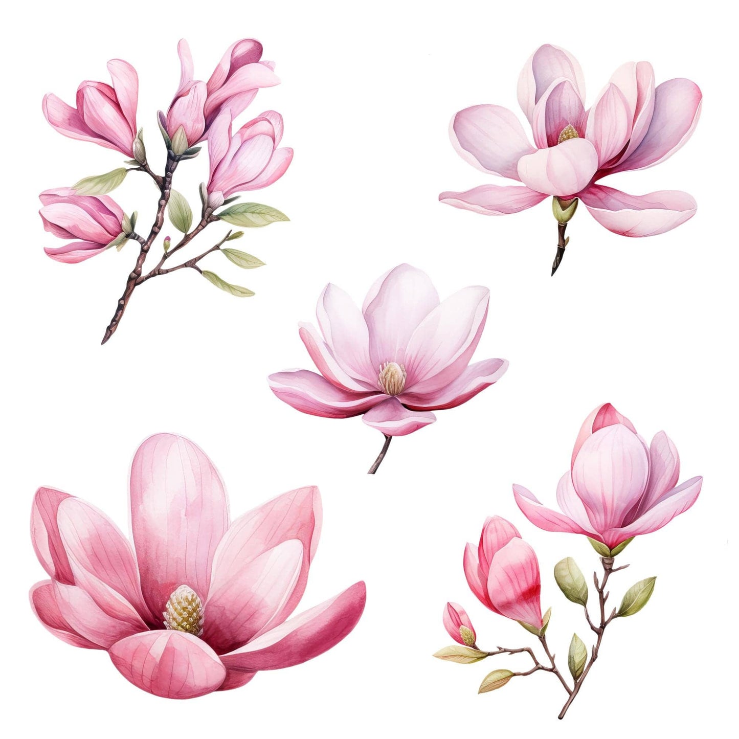 Pink Magnolia Clipart