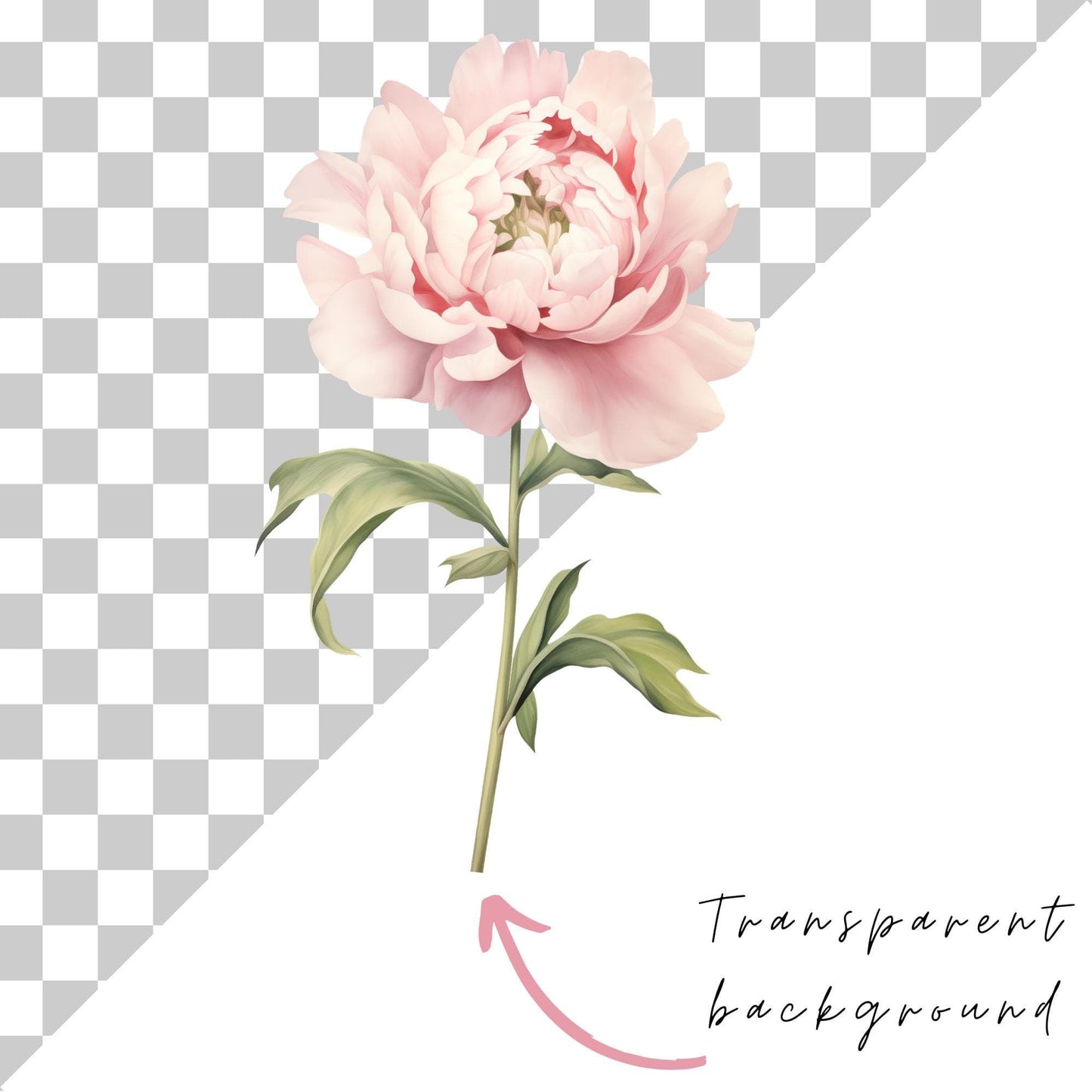 Pink Peony Clipart Single